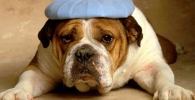 Oración para perros enfermos